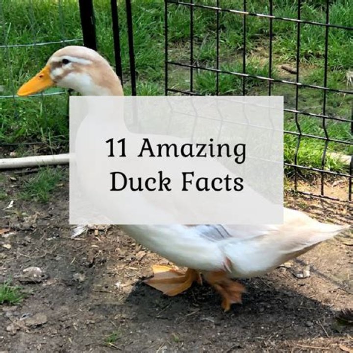 15 Facts About The Duck Dynasty Family Before They Were Famous