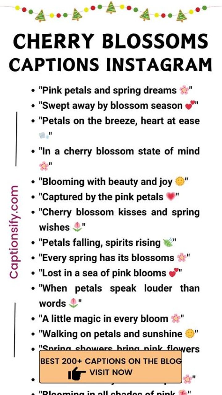 50+ cherry blossom Instagram captions ideas for your photos Tuko.co.ke