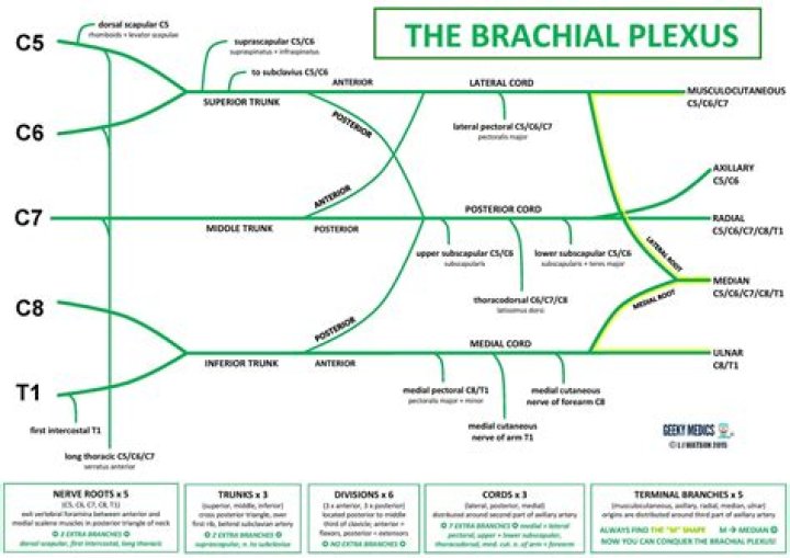 Anatomy Brachial Plexus Geeky Medics