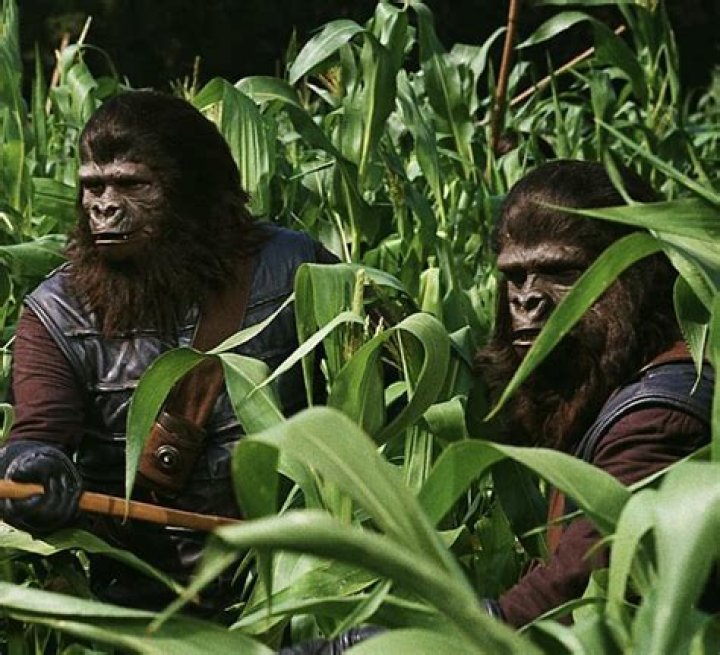 Archives Of The Apes James Daly