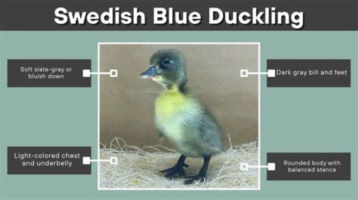Bobbis Picnic Blue Ducklings Baby quilts, Kids fabric, Ducklings