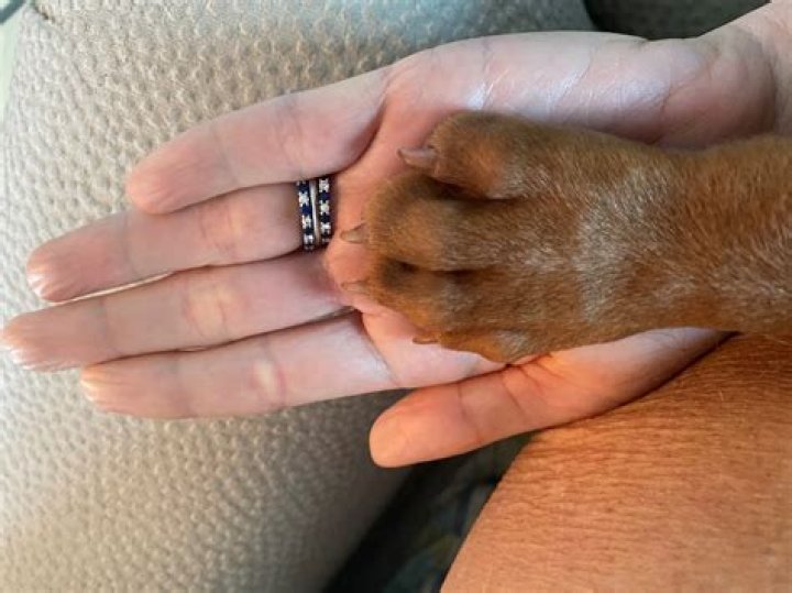 Engagement Ring Dana Perino Wedding Ring in 2020 Wedding, Wedding
