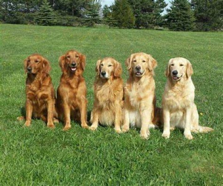 Fluffy vs. NonFluffy Golden Retrievers What You Need to Know