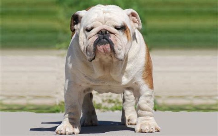 Miniature English Bulldog Info, Temperament, Puppies, Pictures