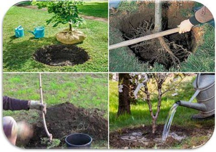 Piantare alberi la minestra Antidolorifico rose altezza serie allievo Credo
