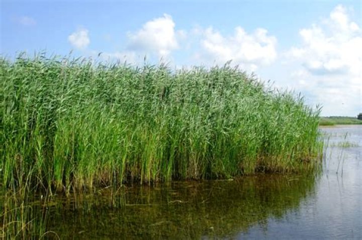 Reed "Je peux surprendre !" MotoStation
