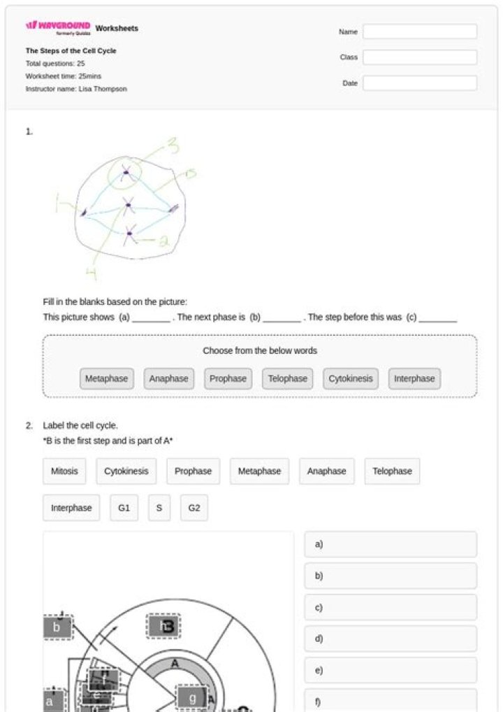Solved THE CELL CYCLE 11. What moves the chromatids during
