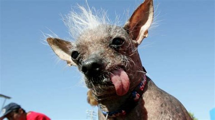 Ugliest dogs of all time Only an owner could love these faces